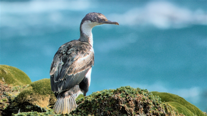 Birds of the New Zealand Sub-antarctic Islands and Macquarie Island, 2018